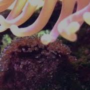 Spawning Of Ocellaris Clownfish