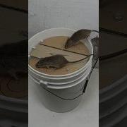 Best Toys For Your Mouse Mousetoys Mousetoys Mousepet