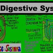 The Digestive System Everything Your Teacher Will Test You On