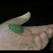 Green Cicada Screams