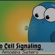 Intro To Cell Signaling