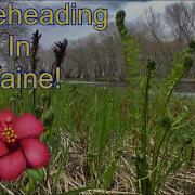 Fiddlehead Picking In Maine