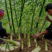 The Best Wild Bamboo Shoots Grandma Shares How To Cook And Preserve Them For A Whole Year