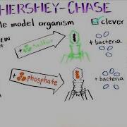 The Hershey And Chase Experiment Discovery Of DNA As The Genetic Material