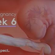 6 Weeks Pregnant What To Expect