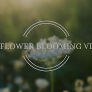 Flower Blooming Time Lapse Videos Free HD Videos No Copyright Footage
