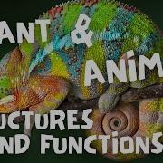 Plant And Animal Structures For Kids 4th Grade NGSS Unit Introduction