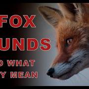 11 Fox Sounds Explained Understand Their Mysterious Calls