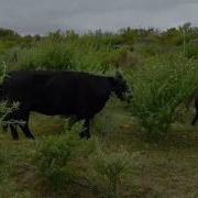 Cows Grazing Lucern Trees