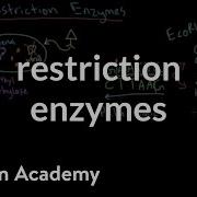 Restriction Enzymes