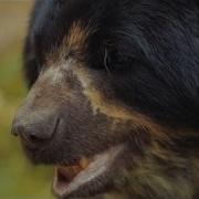 Saving South America S Only Bear Species National Geographic