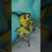 Bee Under The Microscope Bee Microscope Shorts