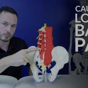 Low Back Pain The Most Common Causes Of Lower Back Pain