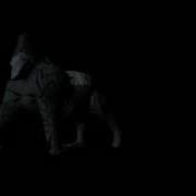 Morph Test