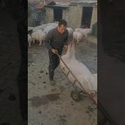 Swinging Pigs Onto A Cart With Ease