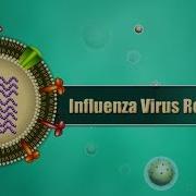 Influenza Virus Replication Cycle Animation Medical Microbiology USMLE Step 1