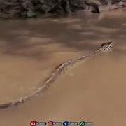 Baby Rock Python Release