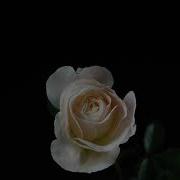 Blooming Rose Flower Time Lapse