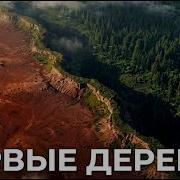 Первые деревья на Земле как растения захватили сушу и чуть не уничтожили планету Истории на ночь