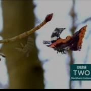 BBC Two Northern Ireland Springwatch Trailer Butterfly 06 05 2015