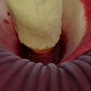 This Giant Plant Looks Like Raw Meat And Smells Like Dead Rat Deep Look