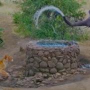 Elephant Sprays Water At Lion