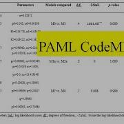 PAML Codeml филогенетический анализ ДНК с использованием максимального правдоподобия дерево Нь