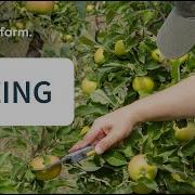 Fruit Sizing Pixofarm Webinar Snippet