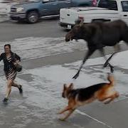 60 Hero Animals That Saved Human Lives