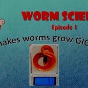 What Makes Worms Grow GIGANTIC Worm Science Episode 1