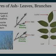 Emerald Ash Borer In Pacific Northwest Forests