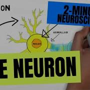 2 Minute Neuroscience The Neuron