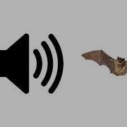 Bat Sounds Sound Effect ProSounds