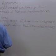 Golgi Apparatus