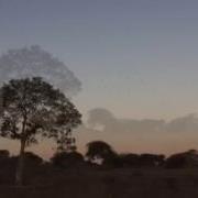 Quelea La Magia De África