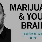 How Marijuana Affects The Brain Body Dr Andrew Huberman