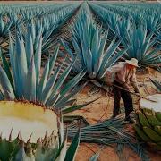 How Farmers Grow Harvest Blue Agave For Premium Tequila Making Tequila From Agave