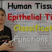 Tissue In Hindi Epithelial Tissue Functions Classification Part 1