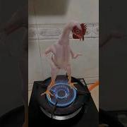 Chicken Bacteria Under The Microscop Shorts Reels Bacteria Microscope Ytshorts