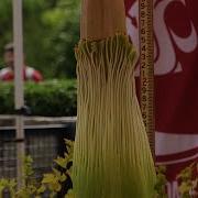 Rare Stinky Corpse Flower About To Bloom