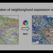 Peter Kharchenko Bayesian Segmentation Of Spatially Resolved Transcriptomics Data