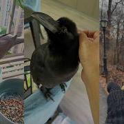 Warming The Little Bird Animals Wildliferescue Lovestory Birds Rescue Nature Love Lovely