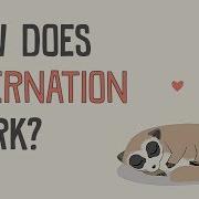 How Does Hibernation Work Sheena Lee Faherty