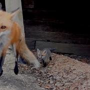 Fox Calls Pup Out Of The Den
