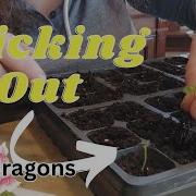 Growing Snapdragon Seedlings The Easy Way