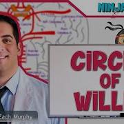 Circulatory System Circle Of Willis Circulation