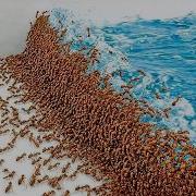 1 000 Ants Vs Natural Disasters