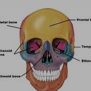 Chapter 7 Axial Skeleton