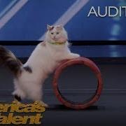 The Savitsky Cats Super Trained Cats Perform Exciting Routine America S Got Talent 2018