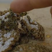 Мои любимые вестерн желтые куртки